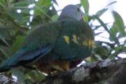 Wompoo Fruit-Dove (Ptilinopus magnificus)